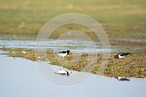 Oystercatchers