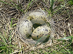 Oystercatchers nest photo