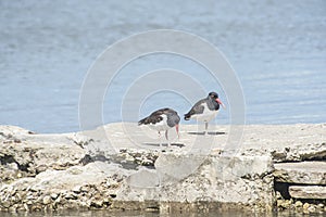 Oystercatchers perched on a rock