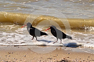 Oystercatchers playing in waves