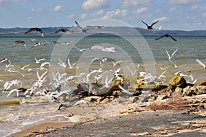 Oystercatchers and seagulls playing in waves