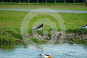 Oystercatchers in the sun