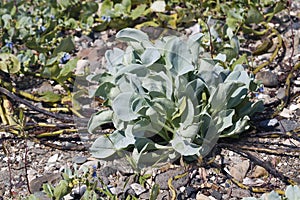 Oysterleaf plant.