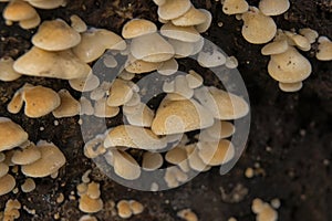Oysterling mushrooms on dead tree trunk - creptidotus