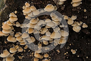 Oysterling mushrooms on dead tree trunk - creptidotus