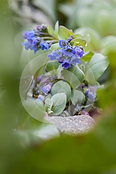 Oysterplant - Mertensia maritima