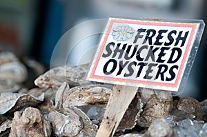 Oysters