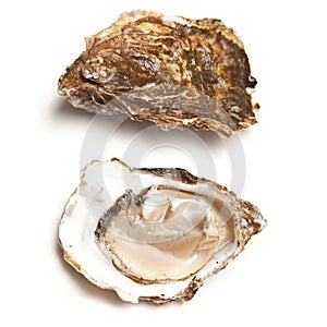 Oysters