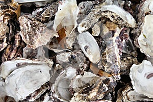 Oysters