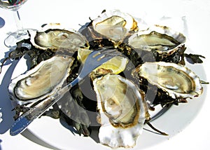 Oysters