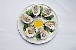 Oysters