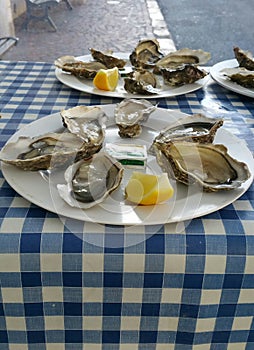 Oysters