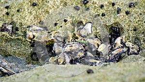 Oysters are attached to coral. Oyster is the common name for several different families of saltwater bivalve molluscs photo