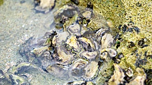 Oysters are attached to coral. Oyster is the common name for several different families of saltwater bivalve molluscs photo