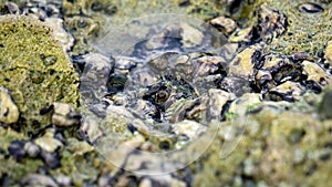 Oysters are attached to coral. Oyster is the common name for several different families of saltwater bivalve molluscs photo