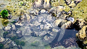 Oysters are attached to coral. Oyster is the common name for several different families of saltwater bivalve molluscs photo