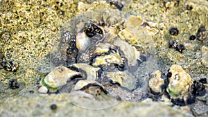 Oysters are attached to coral. Oyster is the common name for several different families of saltwater bivalve molluscs photo