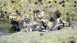 Oysters are attached to coral. Oyster is the common name for several different families of saltwater bivalve molluscs photo