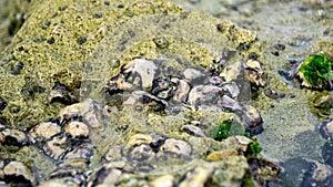 Oysters are attached to coral. Oyster is the common name for several different families of saltwater bivalve molluscs photo