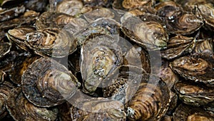 Oysters background.  Oysters displayed at a local French fish market . Fresh seafood
