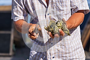 Oysters being served raw on the western coast of the Baja peninsula