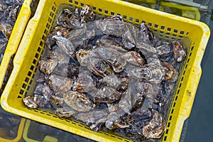 Oysters in containers with water at oyster farm at Saint-Vaast-la-Hougue, Normandy region,