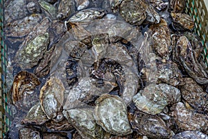 Oysters in containers with water at oyster farm at Saint-Vaast-la-Hougue, Normandy region,