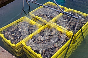 Oysters in containers with water at oyster farm at Saint-Vaast-la-Hougue, Normandy region,