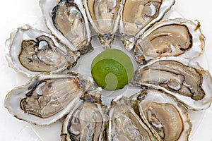 Oysters Delicacy