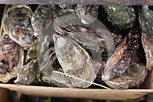 Oysters for Eating