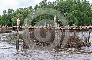 Oysters farm at site Thailand