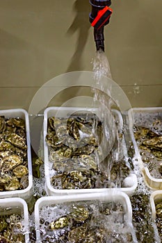 Oysters farming, oysters in boxes with under water