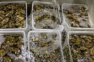 Oysters farming, oysters in boxes with water