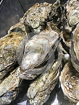 Oysters in a fishmonger.