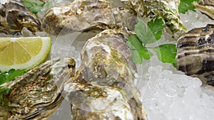 Oysters half shell