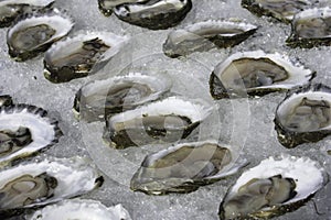 Oysters on the half shell, Wellfleet MA