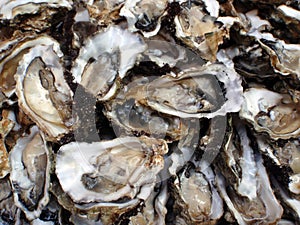 Oysters, half shells, close-up