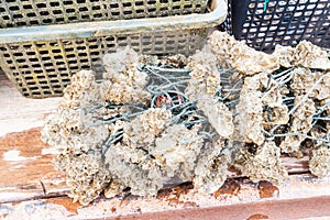 Oysters harvested from aquaculture farm