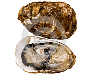 Oysters (Marennes-Oleron)