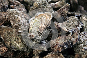 Oysters from Noirmoutier photo