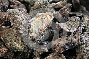 Oysters from Noirmoutier