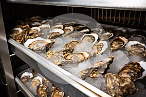 oysters opened and left out of refrigeration for hours