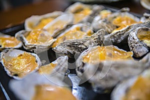 Oysters in a pan in a creamy sauce and cheese. Against a table background