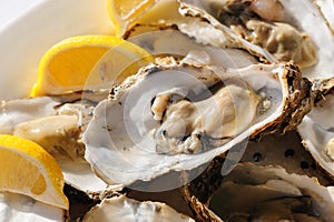 Oysters plate