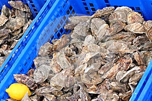 oysters for sale in the fishmonger s stall