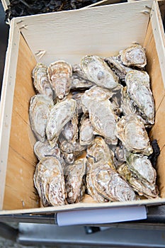 Oysters for sale on market stall, Brittany, France