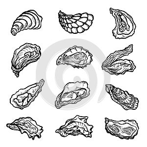Oysters  scallops  shellfishes  clam bivalve mollusks hand drawn set. Seafood  exotic meal  delicacy