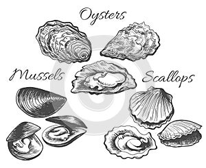 Oysters and scallops sketch