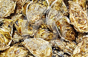 Oysters seafood texture pattern