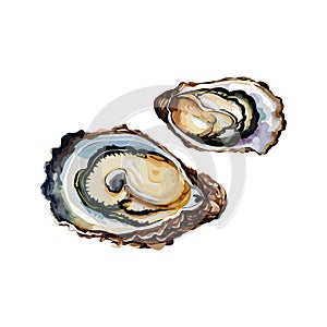 Oysters vector illustration